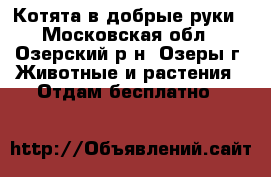 Котята в добрые руки - Московская обл., Озерский р-н, Озеры г. Животные и растения » Отдам бесплатно   